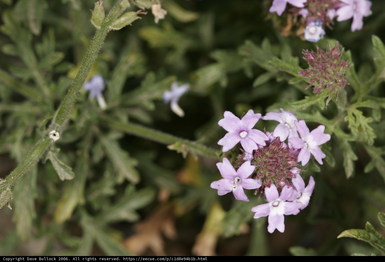 Geranium and Friends