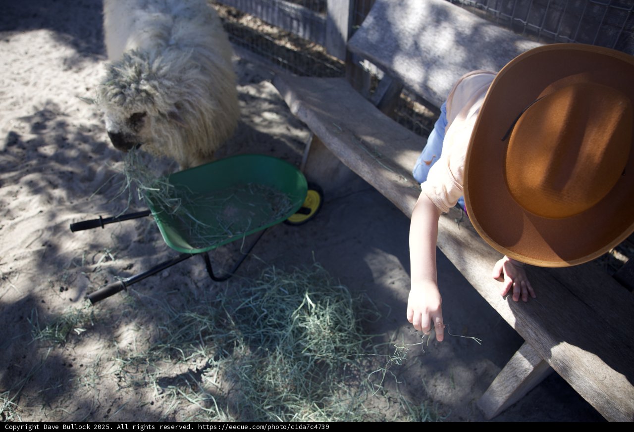 Sun Hats and Sheepish Moments
