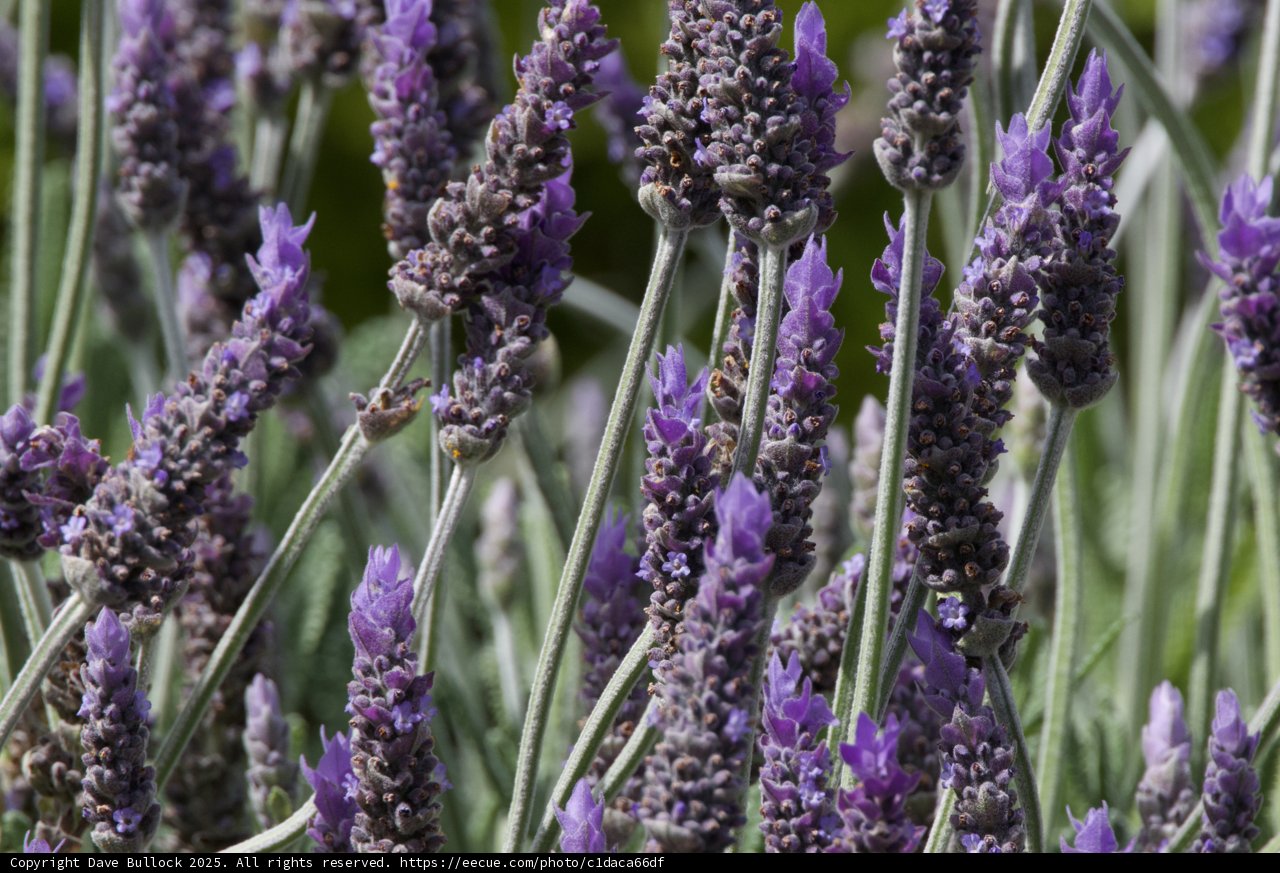 Lavender Dreams