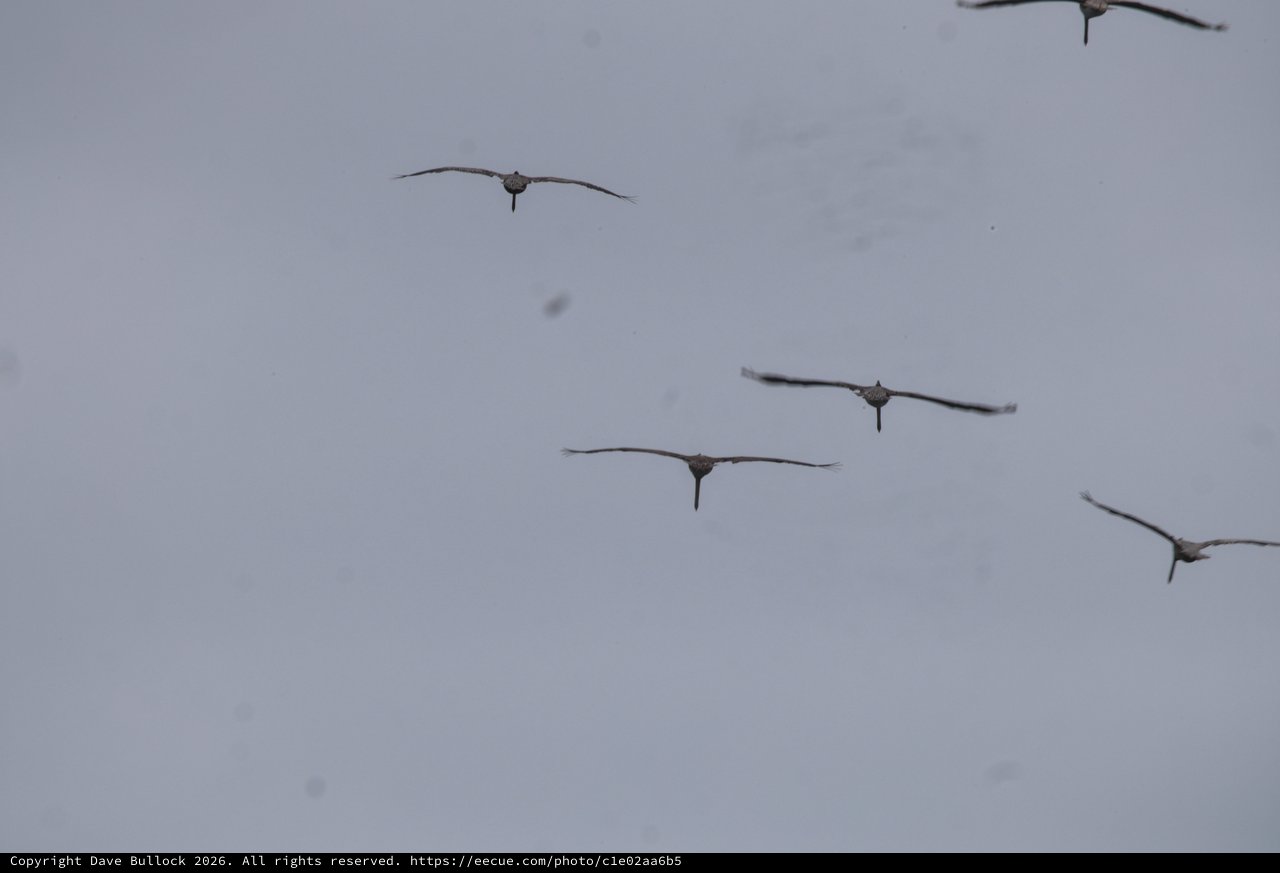 Sandhill Cranes Soaring Through Overcast Skies