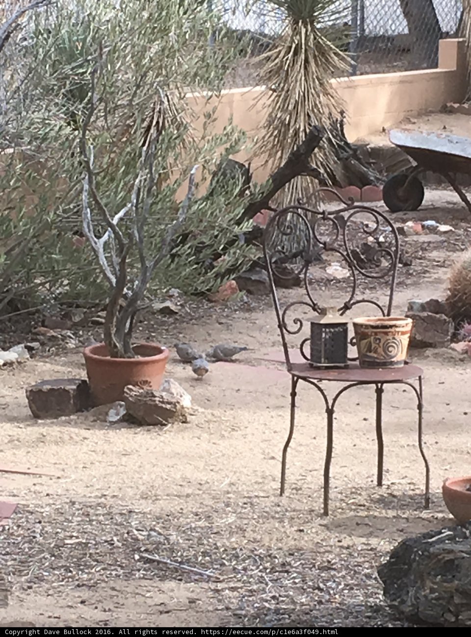 Oasis in the Desert