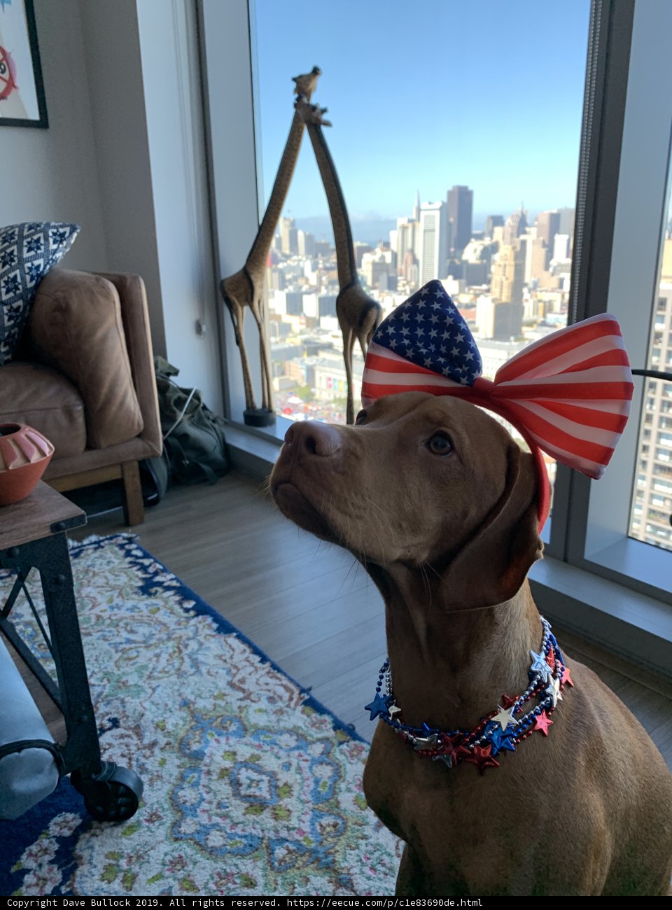 Patriotic Pooch