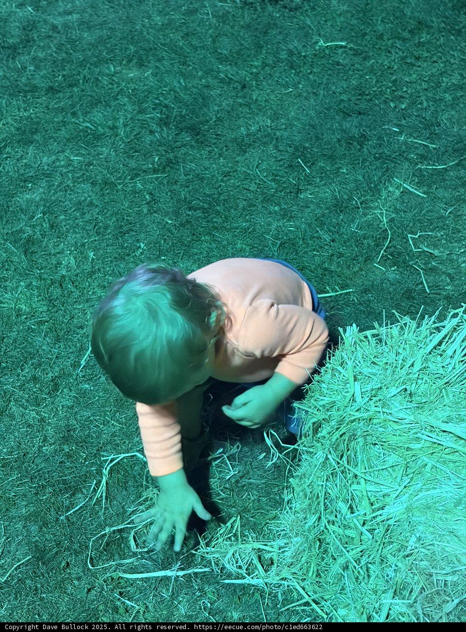 Exploring the Green World