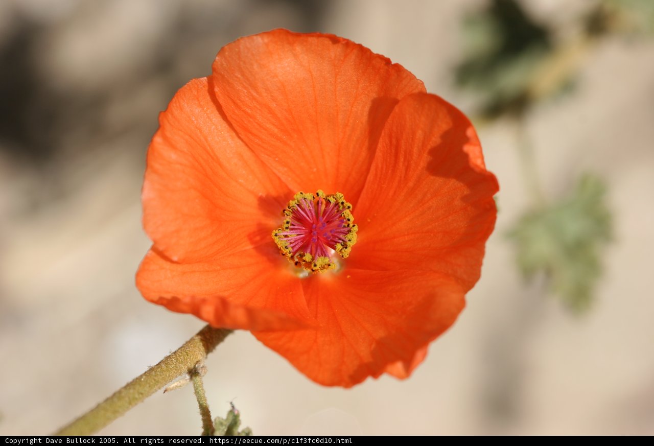 Vibrant Orange Flower with Yellow Center