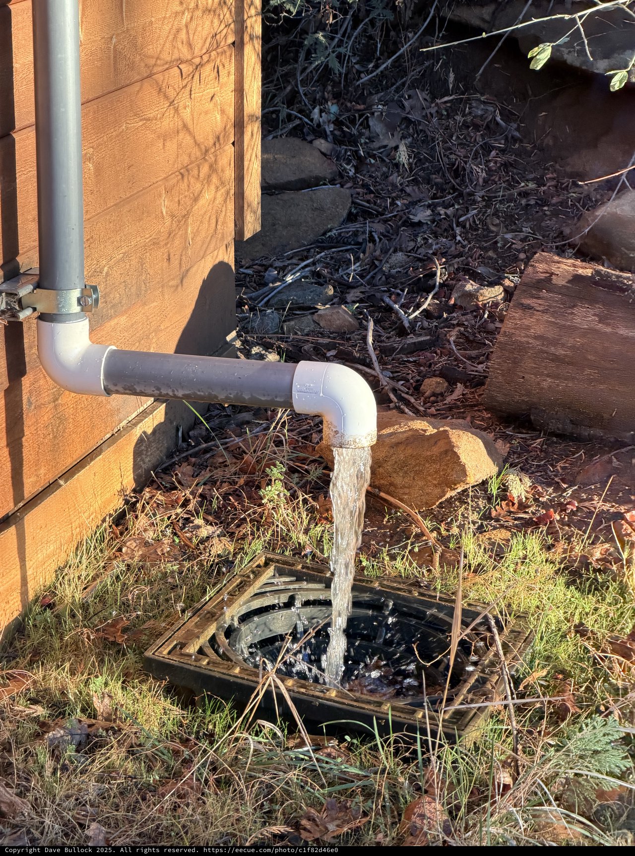 Rainwater Downspout Flowing Into Garden Drain
