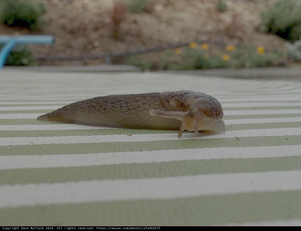 Slug Crawling Across Wooden Deck Surface