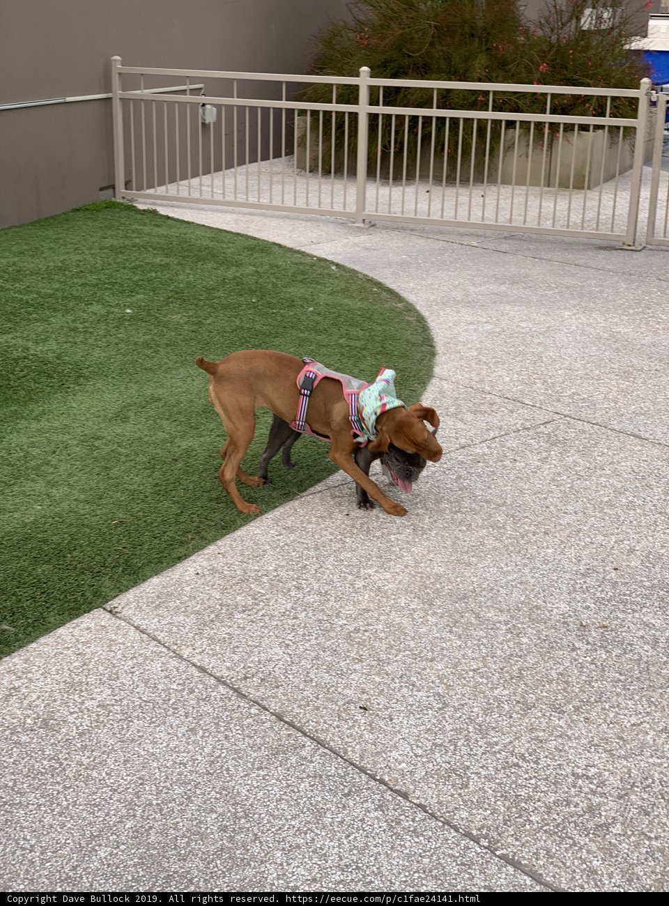 Canine Companions at Play