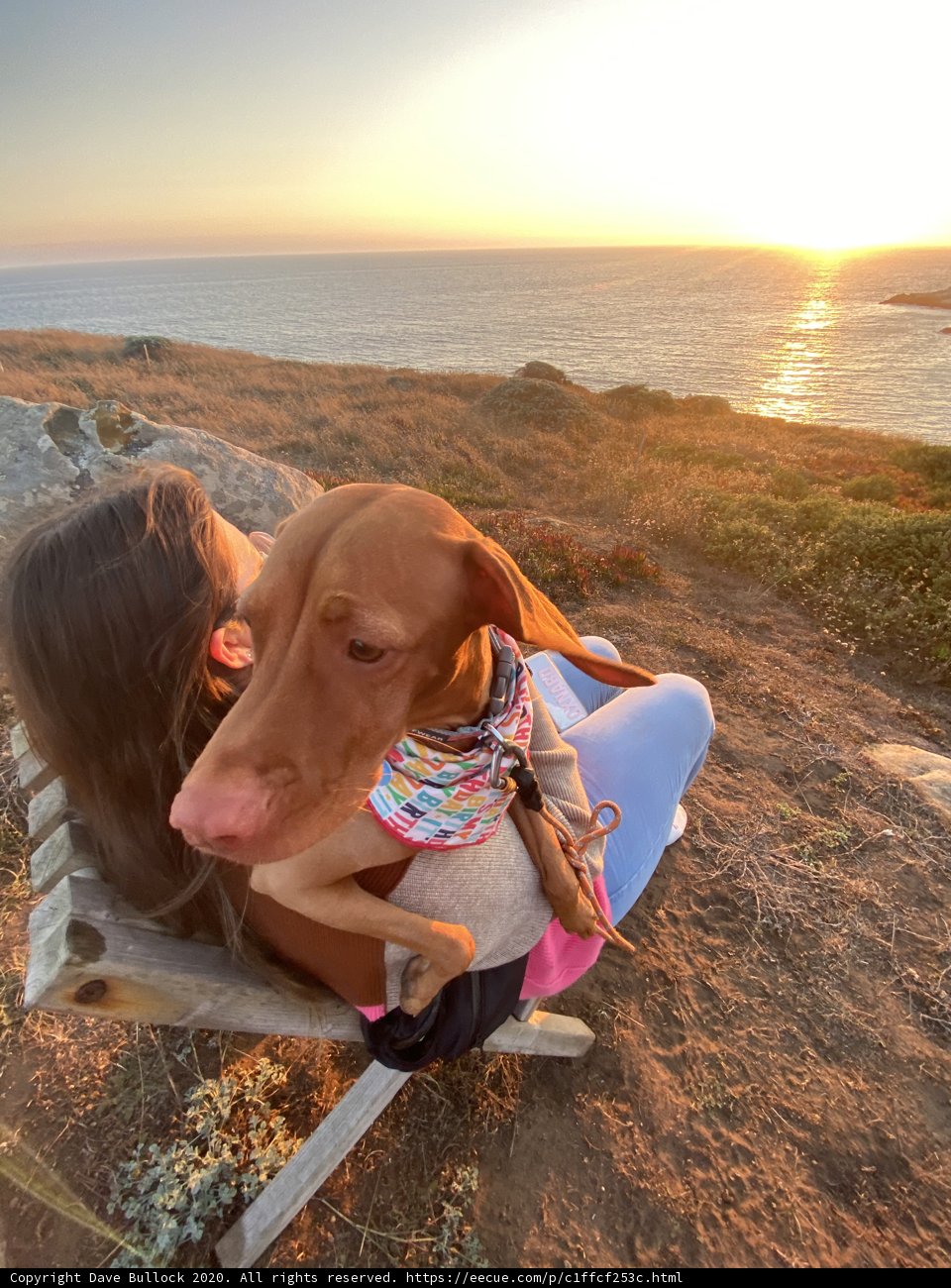 Sunset Bench Buddies