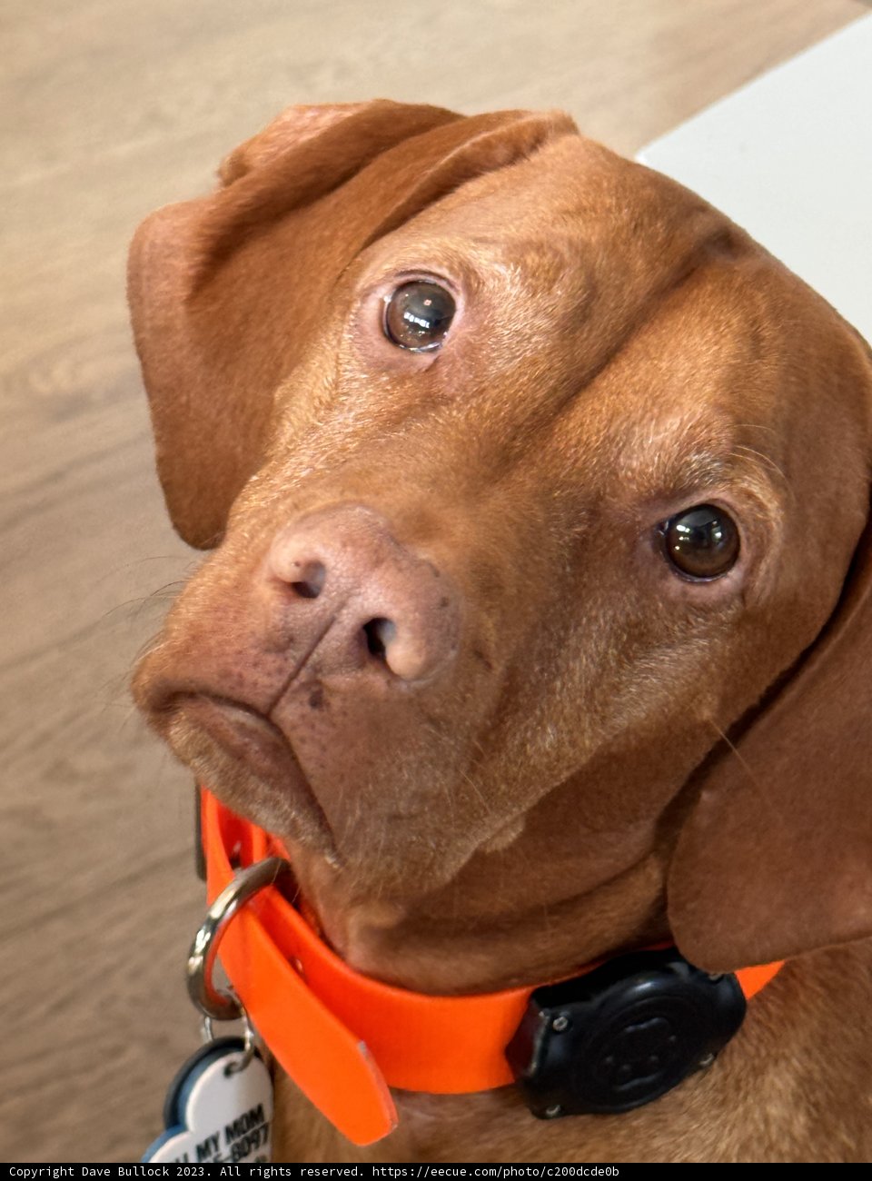 Vizsla Vibrance