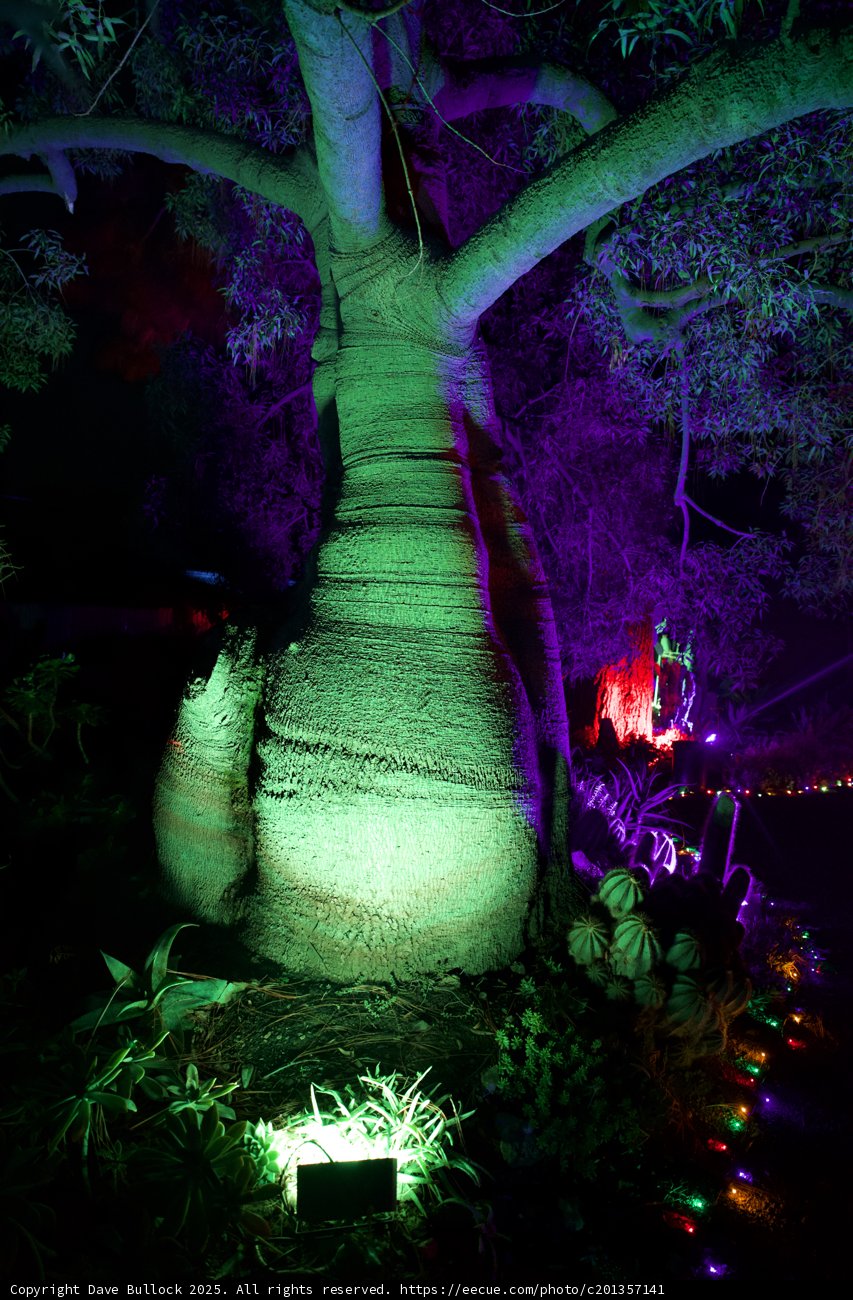 Enchanted Night at the Garden of D’Lights