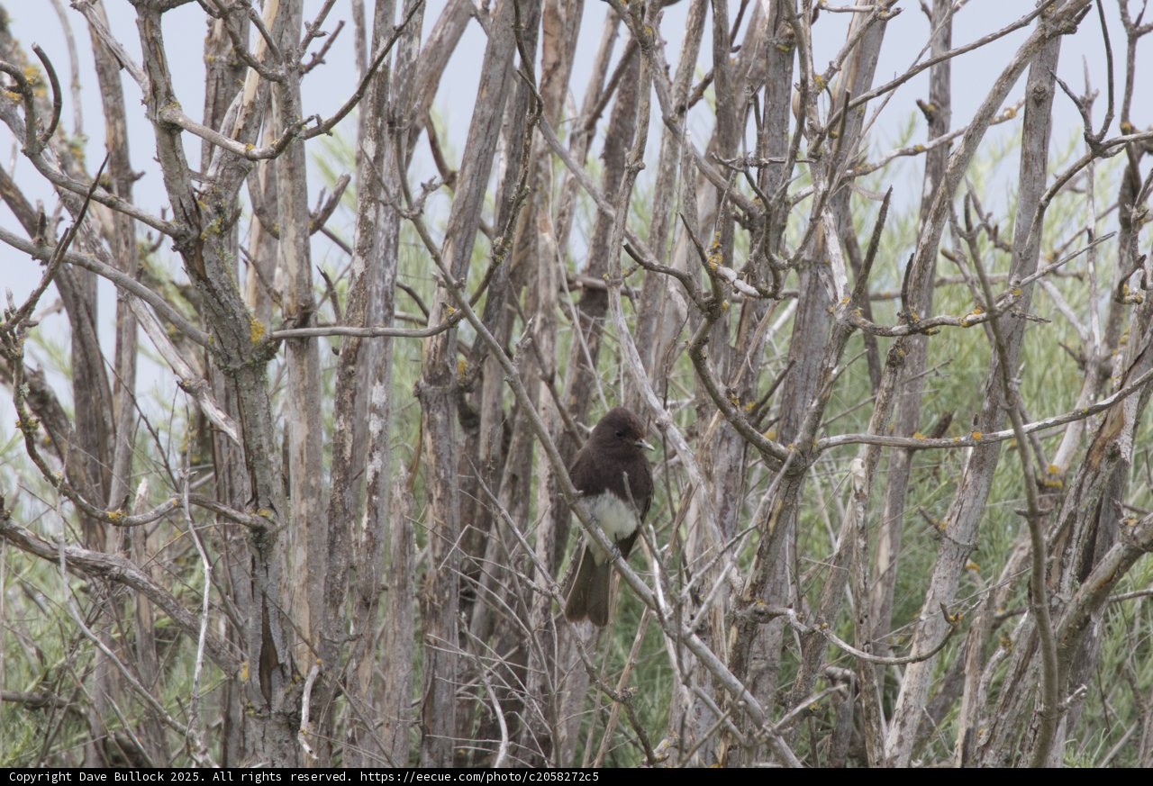 Silent Sentinel of the Thicket