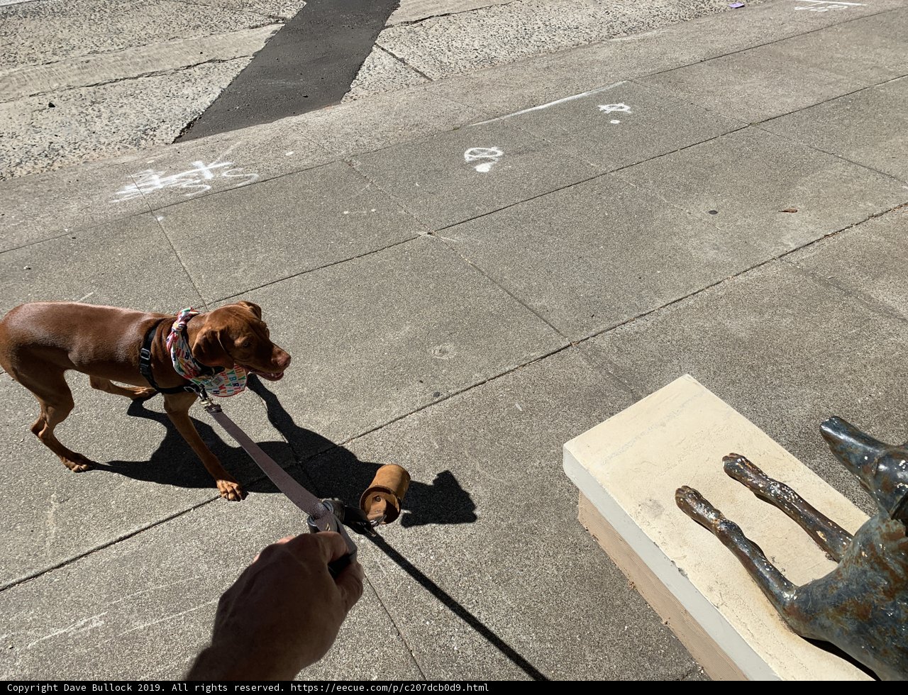 Man Takes His Canine Companion for a Walk in San Francisco