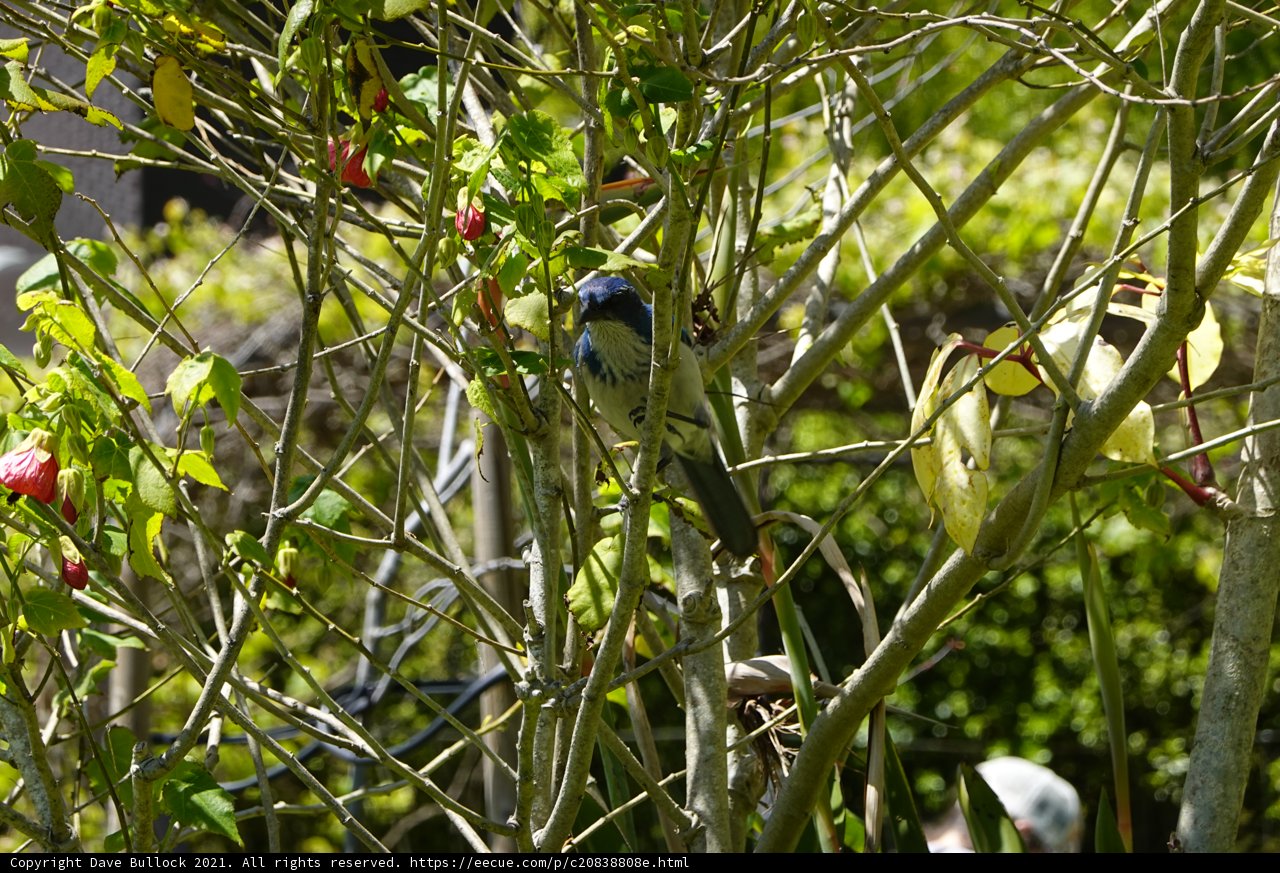 Blue Jay Perched on Tree Branch