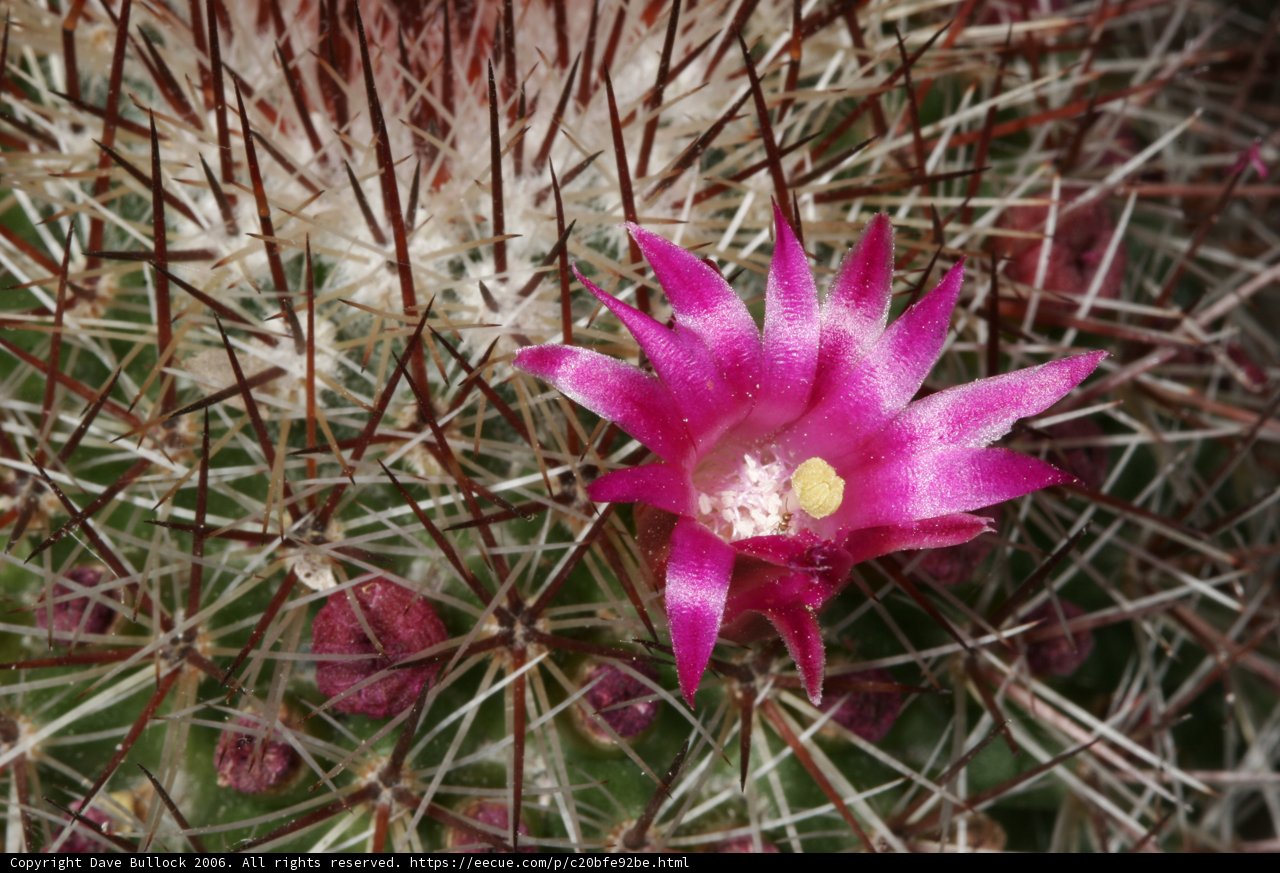 Blooming Beauty on a Cactus