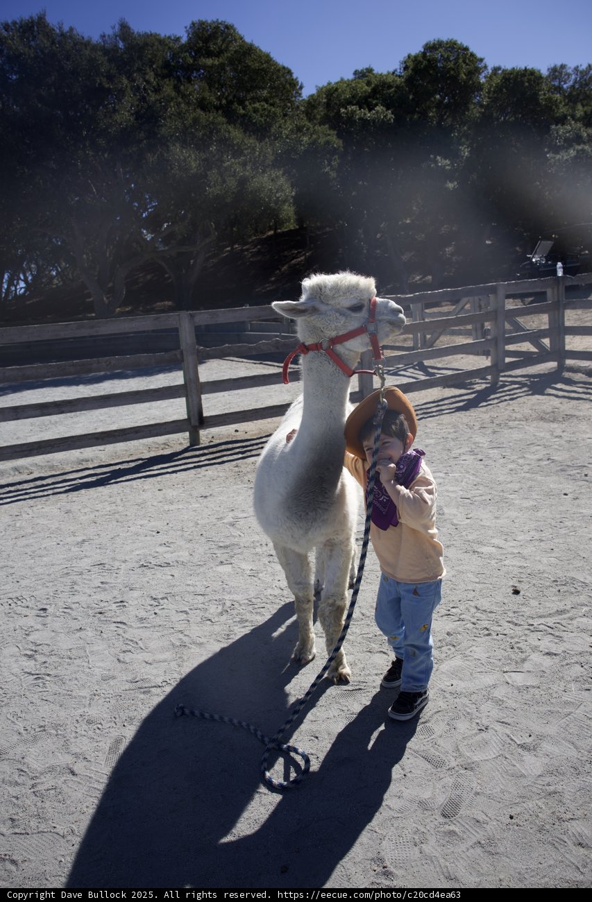 Llama Adventures in Carmel Valley