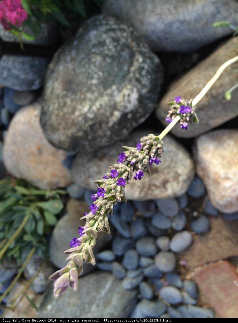 A Purple Beauty Amidst Rocky Surroundings