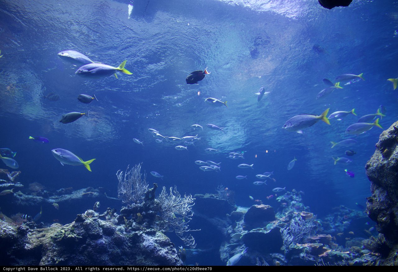 A Spectacle of Aquatic Life at Golden Gate Park