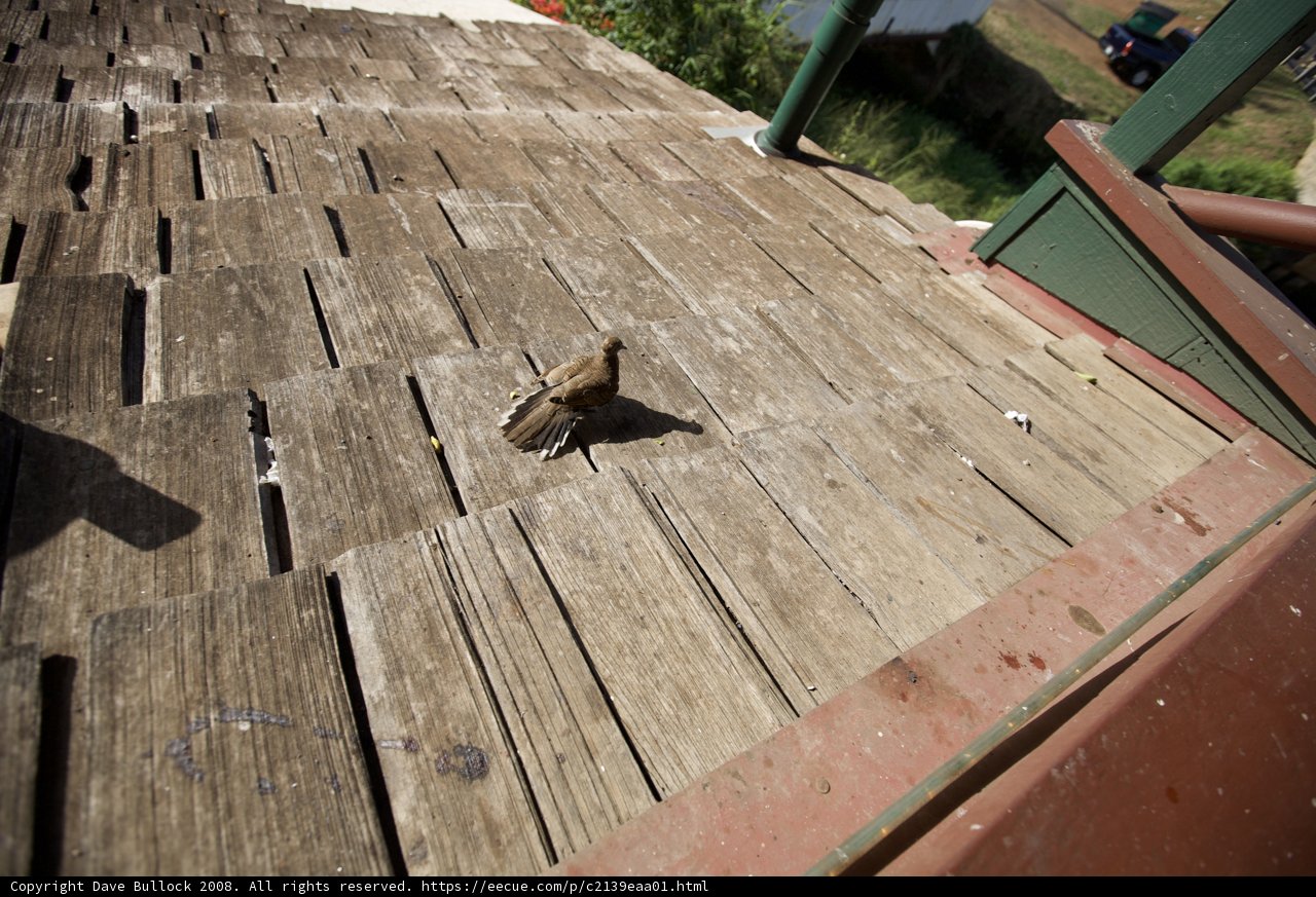 Bird Feeder on Wooden Deck
