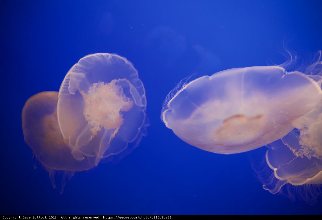 Graceful Underwater Ballet at Monterey