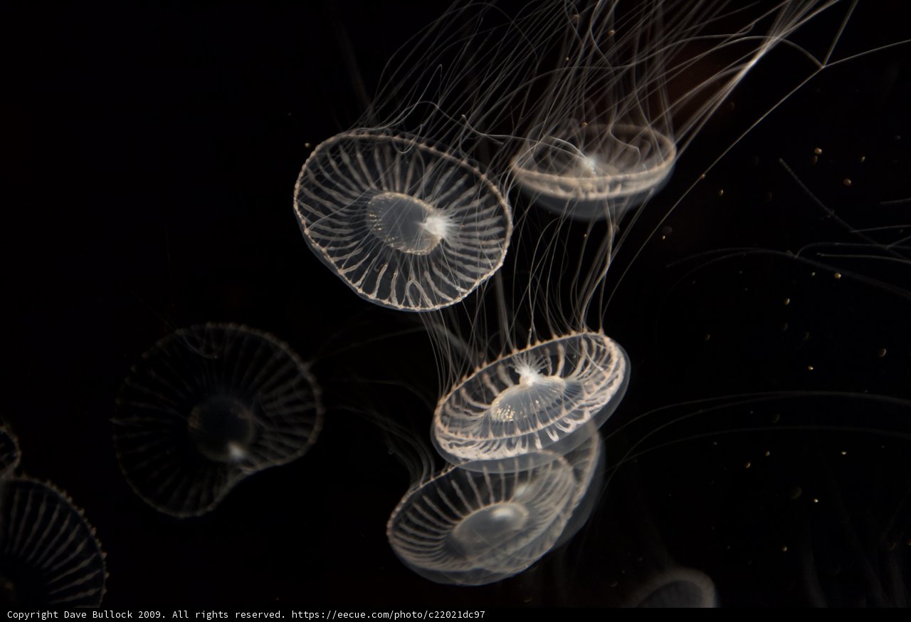 Illuminated Jellyfish in the Depths