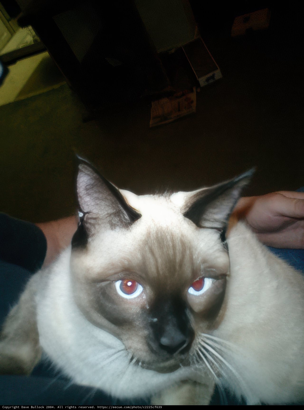 Blue-Eyed Siamese Cat
