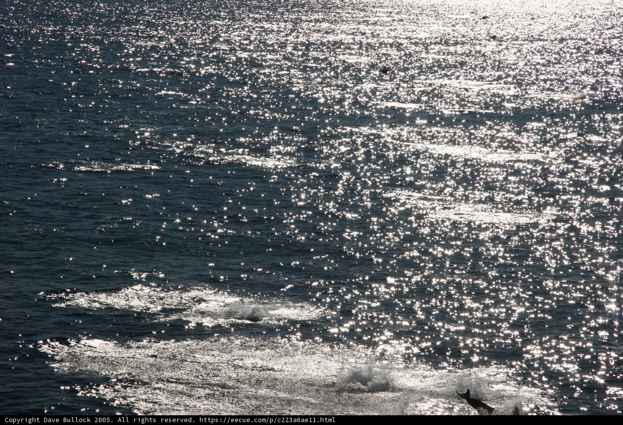 Serene Sail