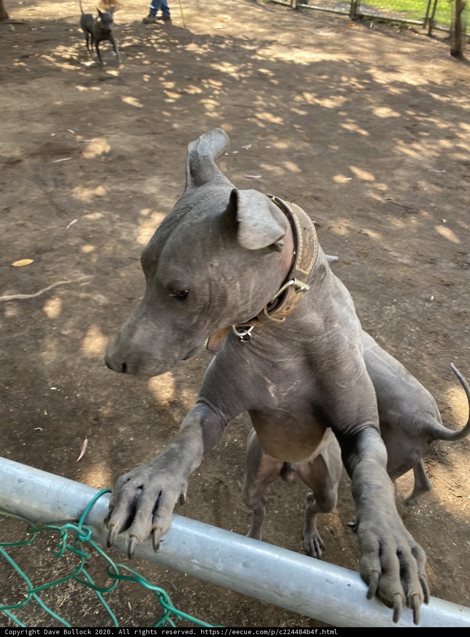 Gray Canine on Fence