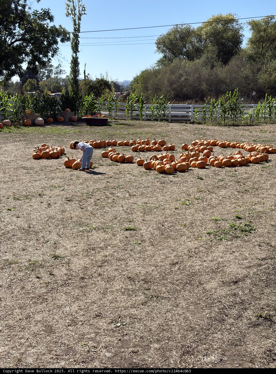 Pumpkin Picking Adventure