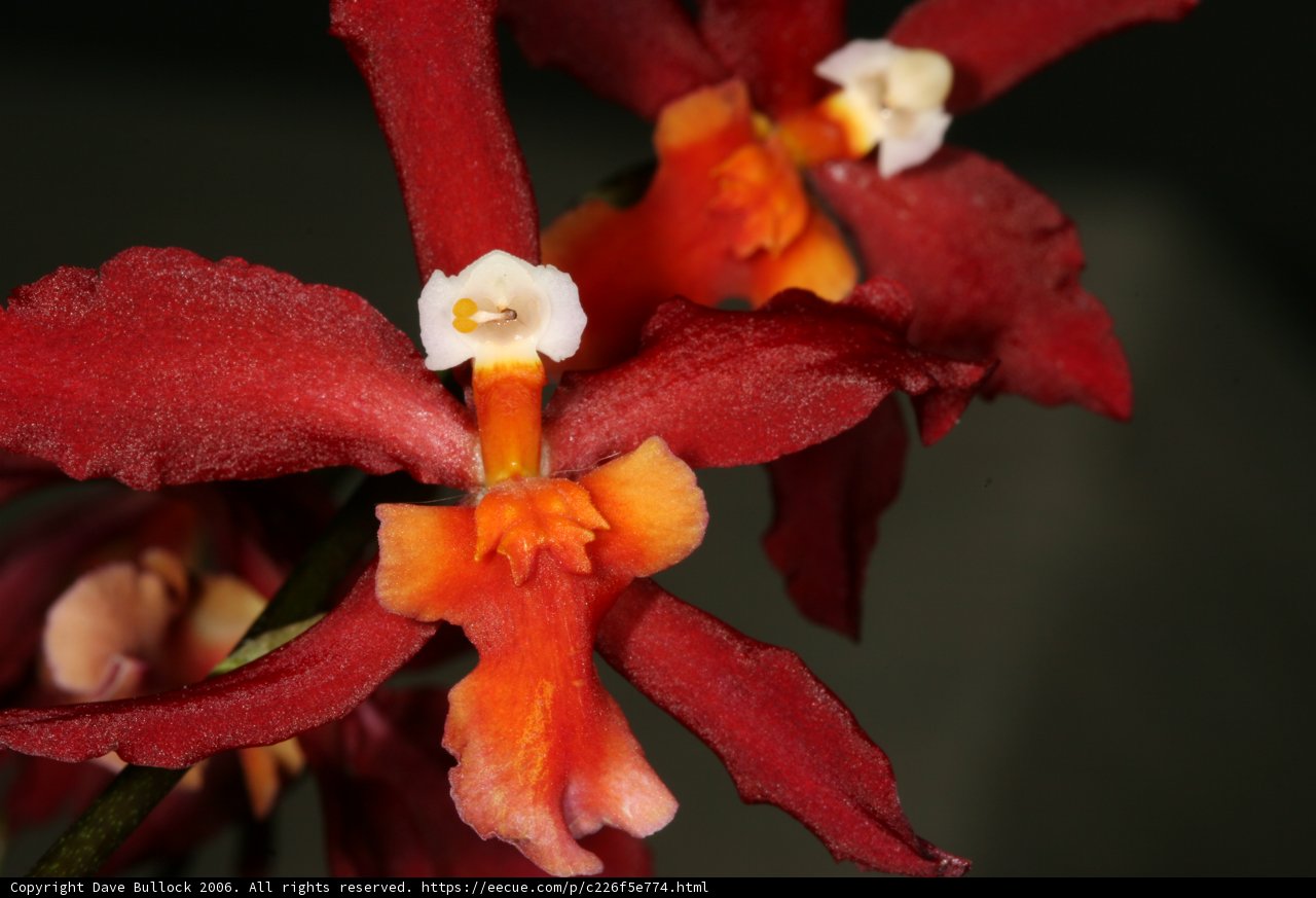 Fiery Orchids in Bloom