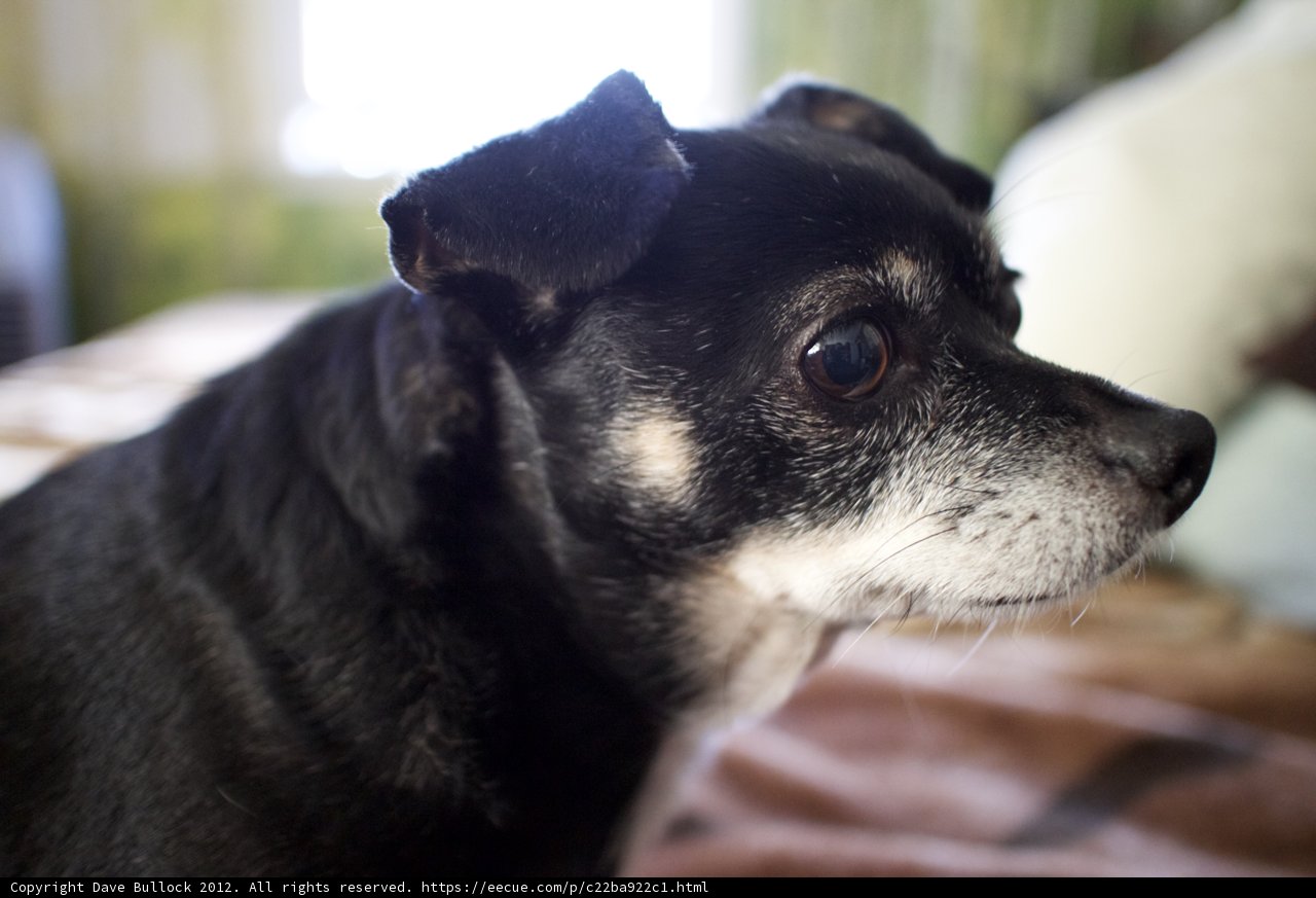 Curious Chihuahua