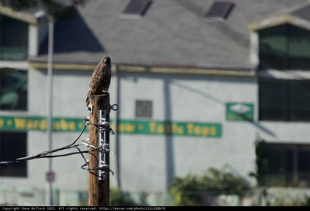Majestic Soaring Sentinel