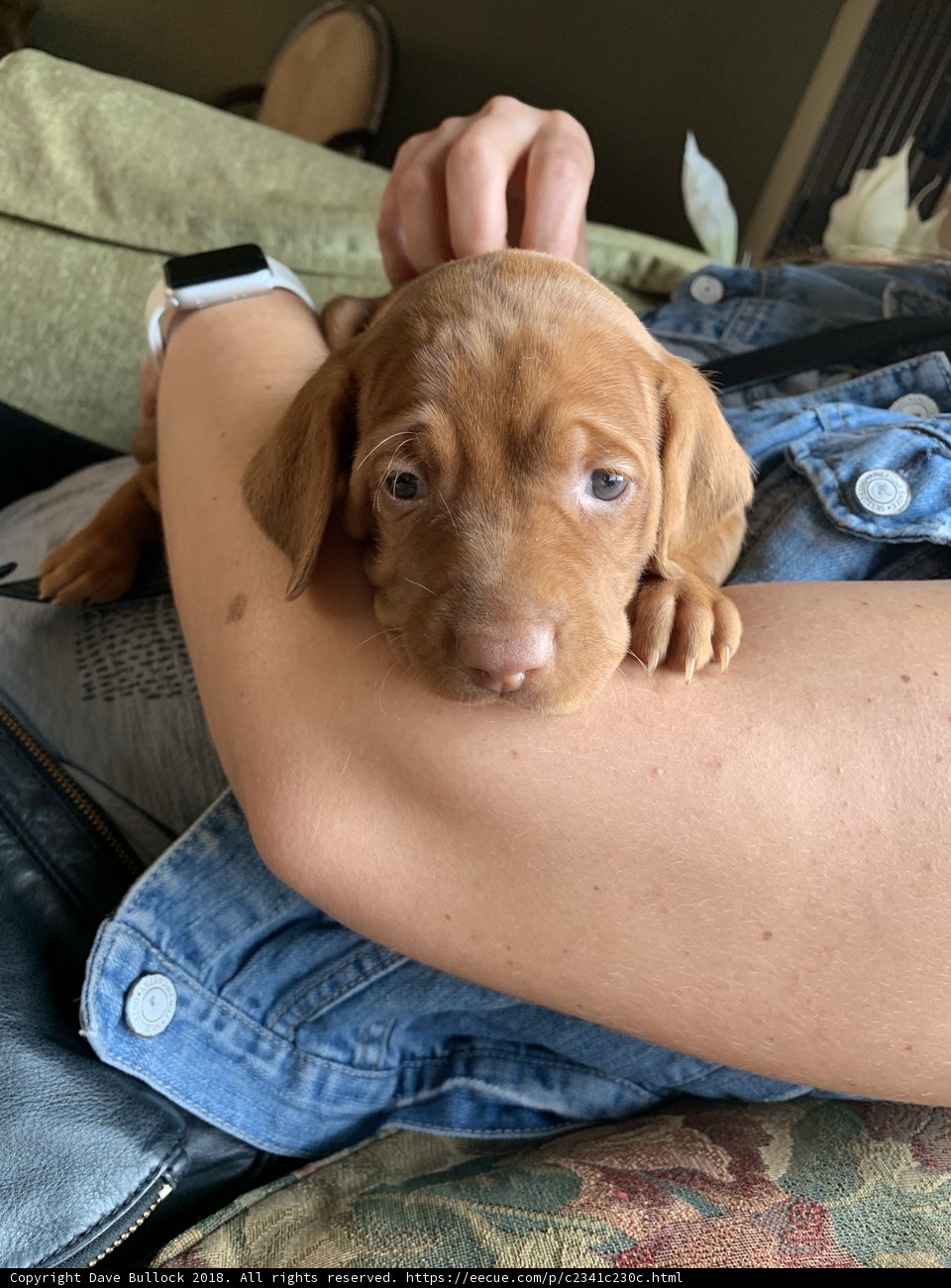 Puppy Love