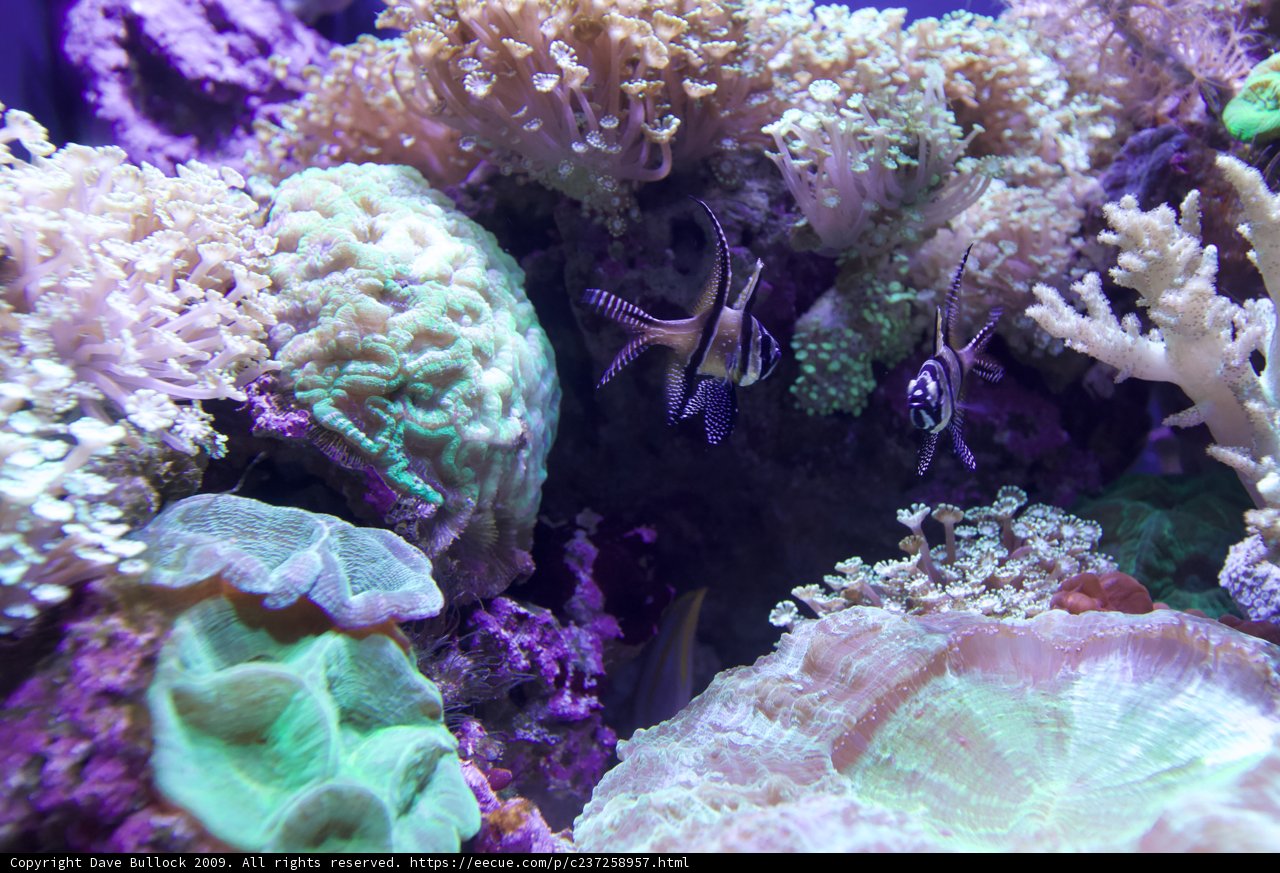 Swimming Amongst the Coral