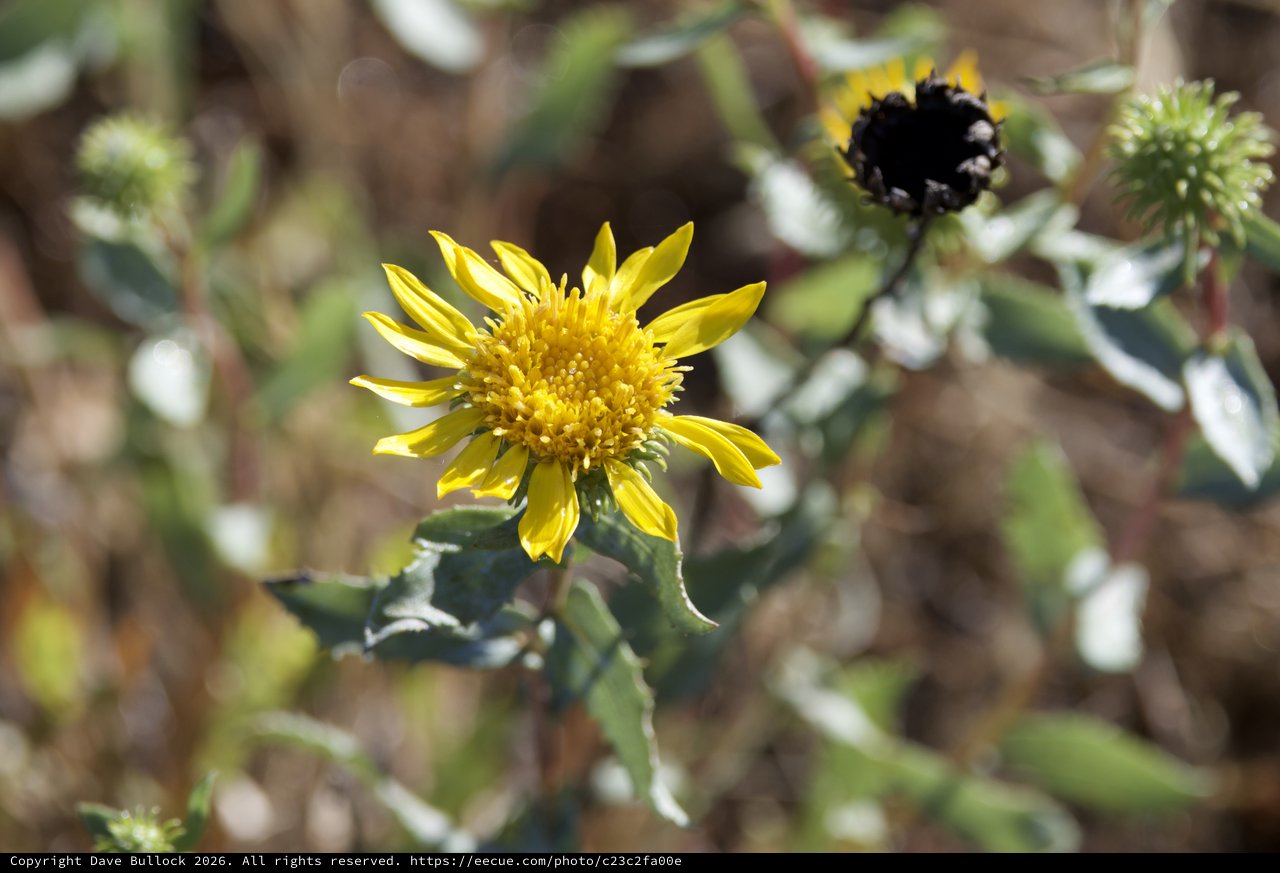 Golden Wildflower Blooms on Mount Diablo Hillside