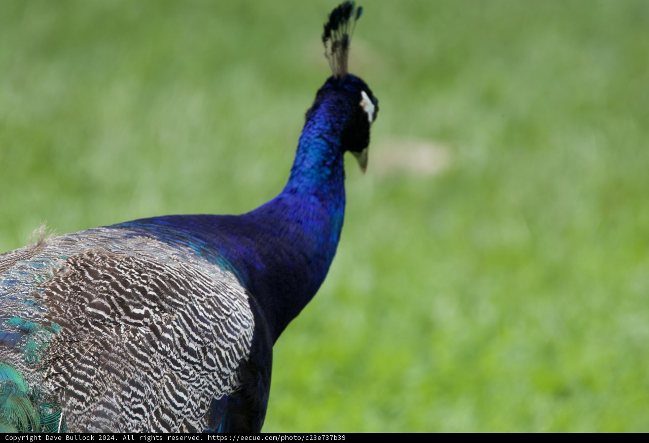 Majestic Brilliance: The Blue Peacock of Honolulu Zoo