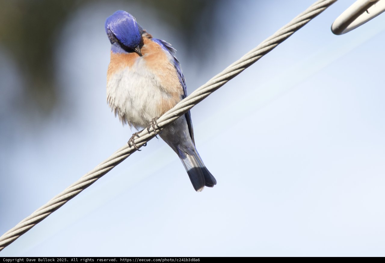 Perched Elegance