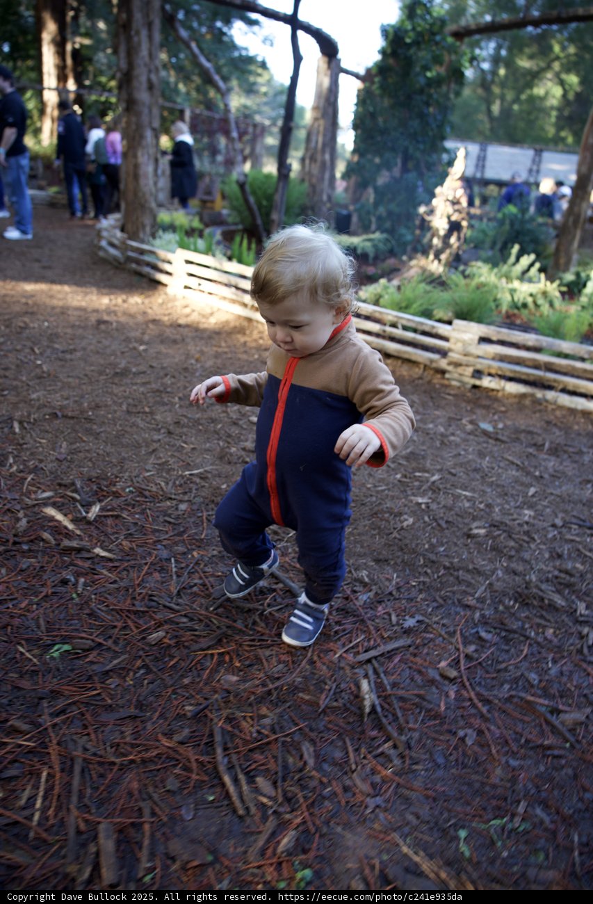 First Steps in the Forest