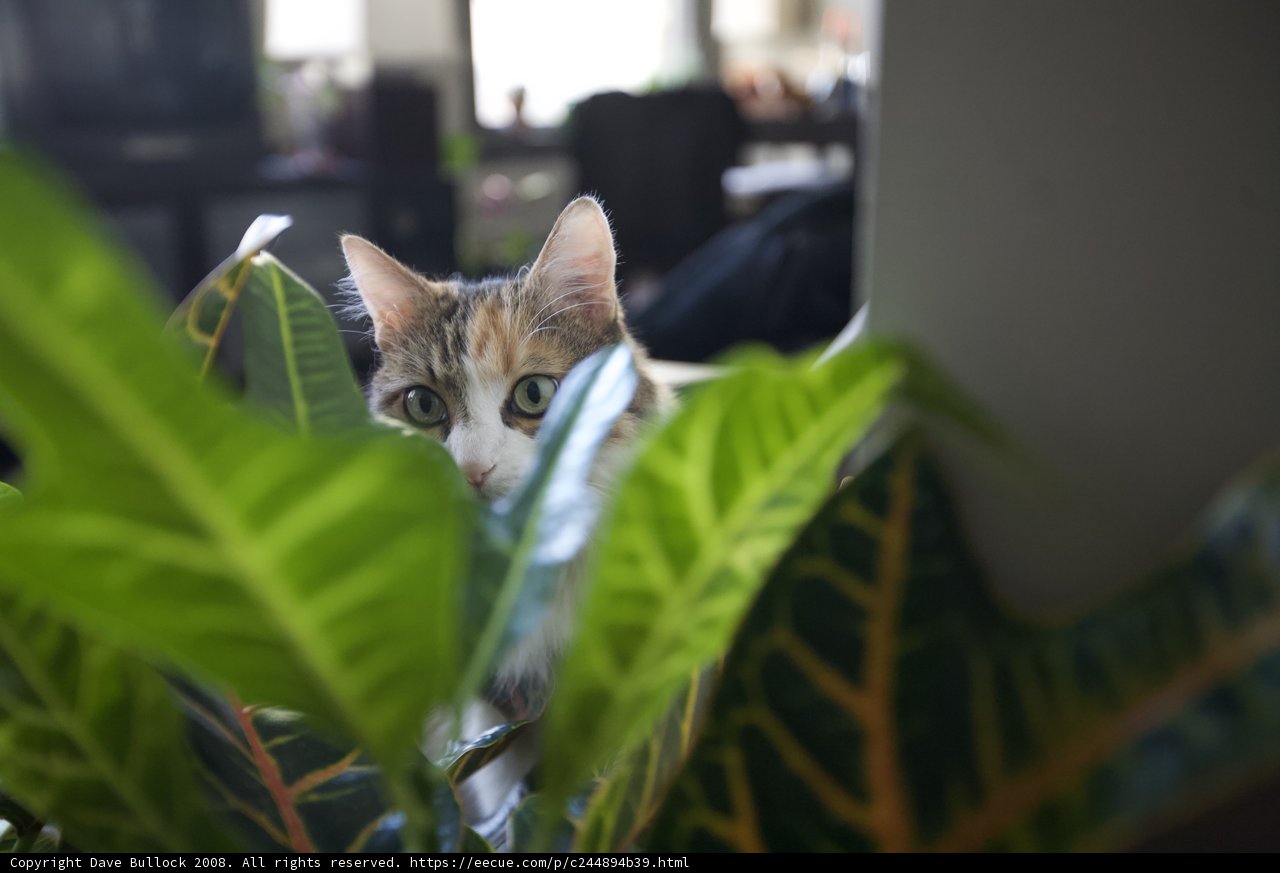 Plant Peeking Feline