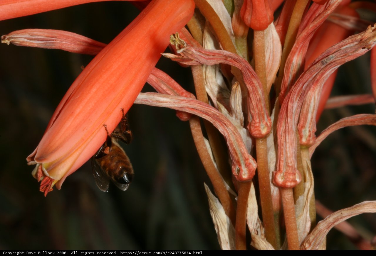 Busy Bee on a Lovely Red Flower