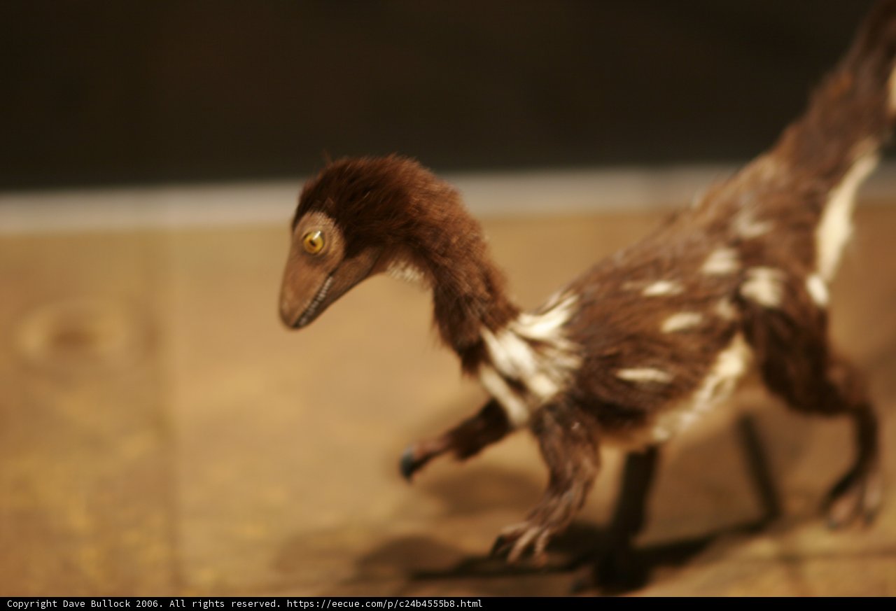 Feathered Friend or Fierce Fowl?