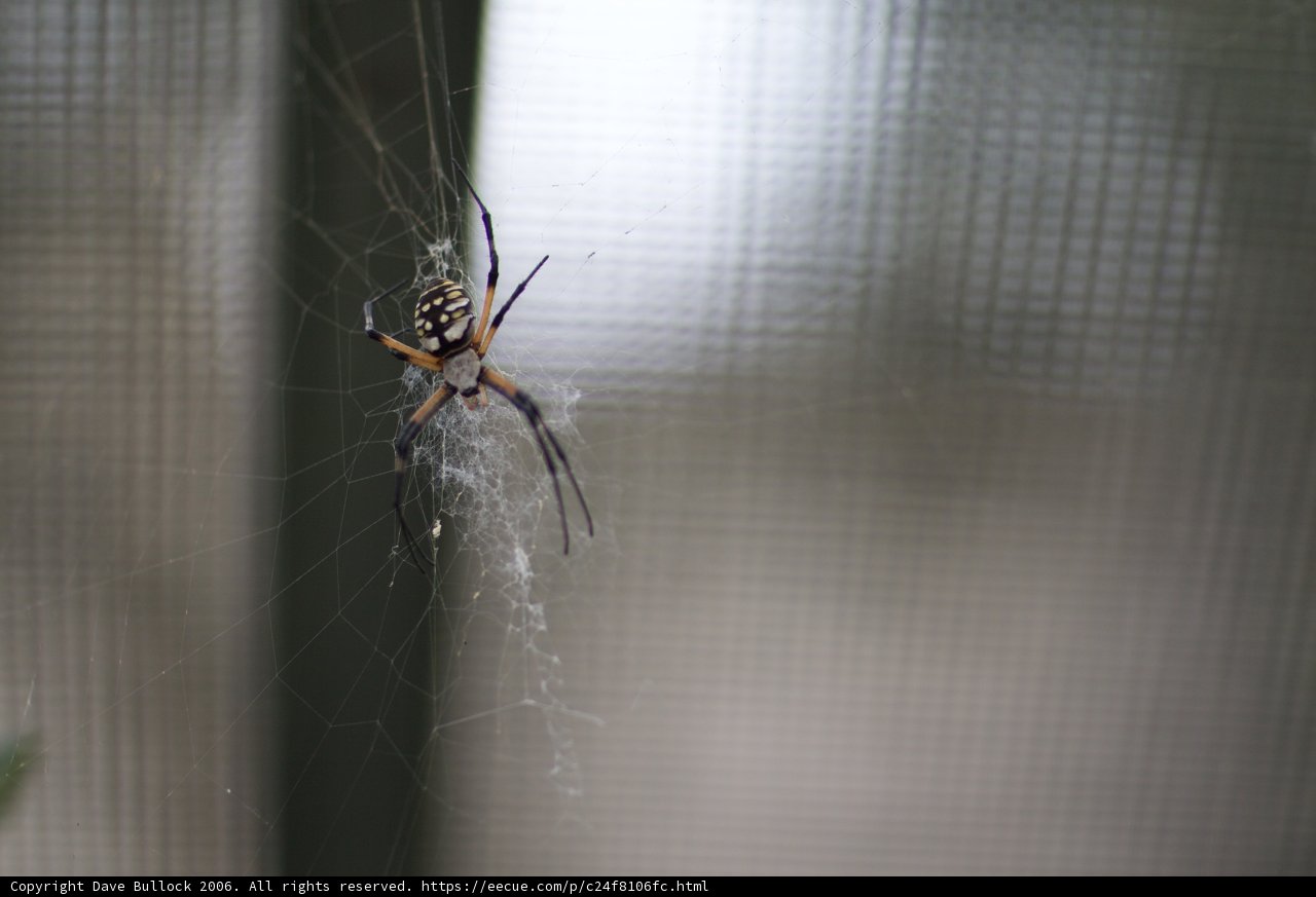 The Garden Spider