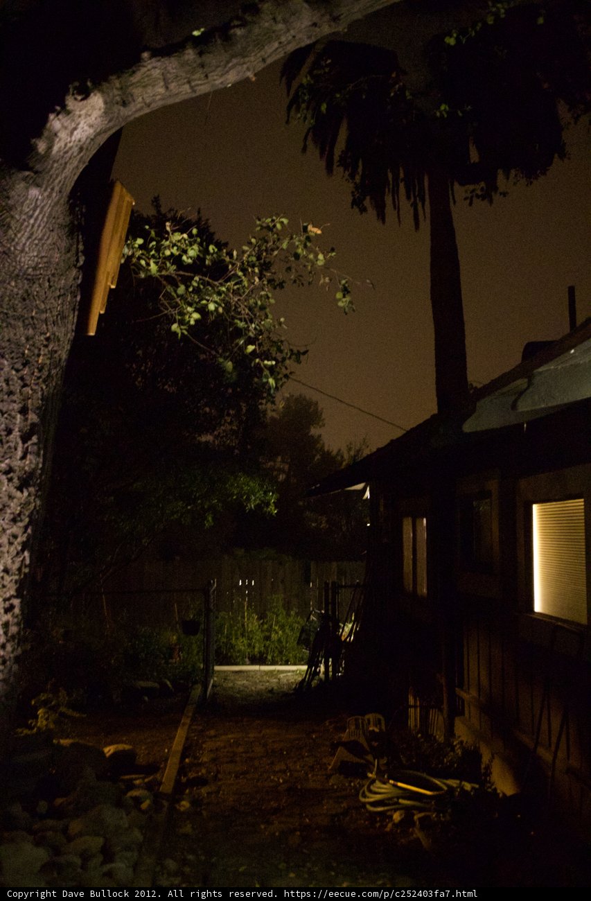 Illuminated Tree at Night