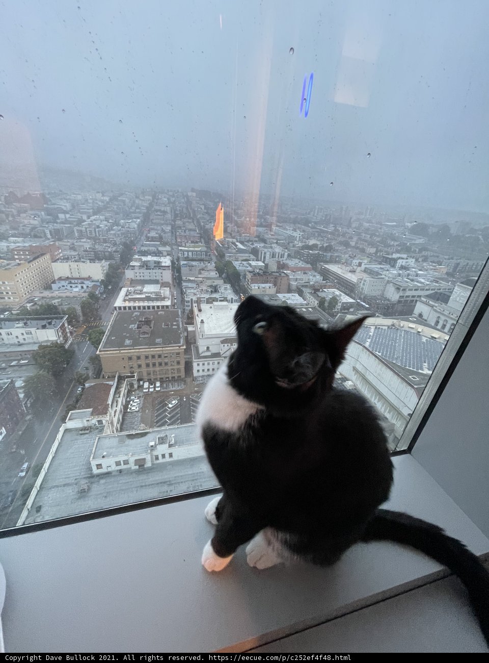 Urban Feline