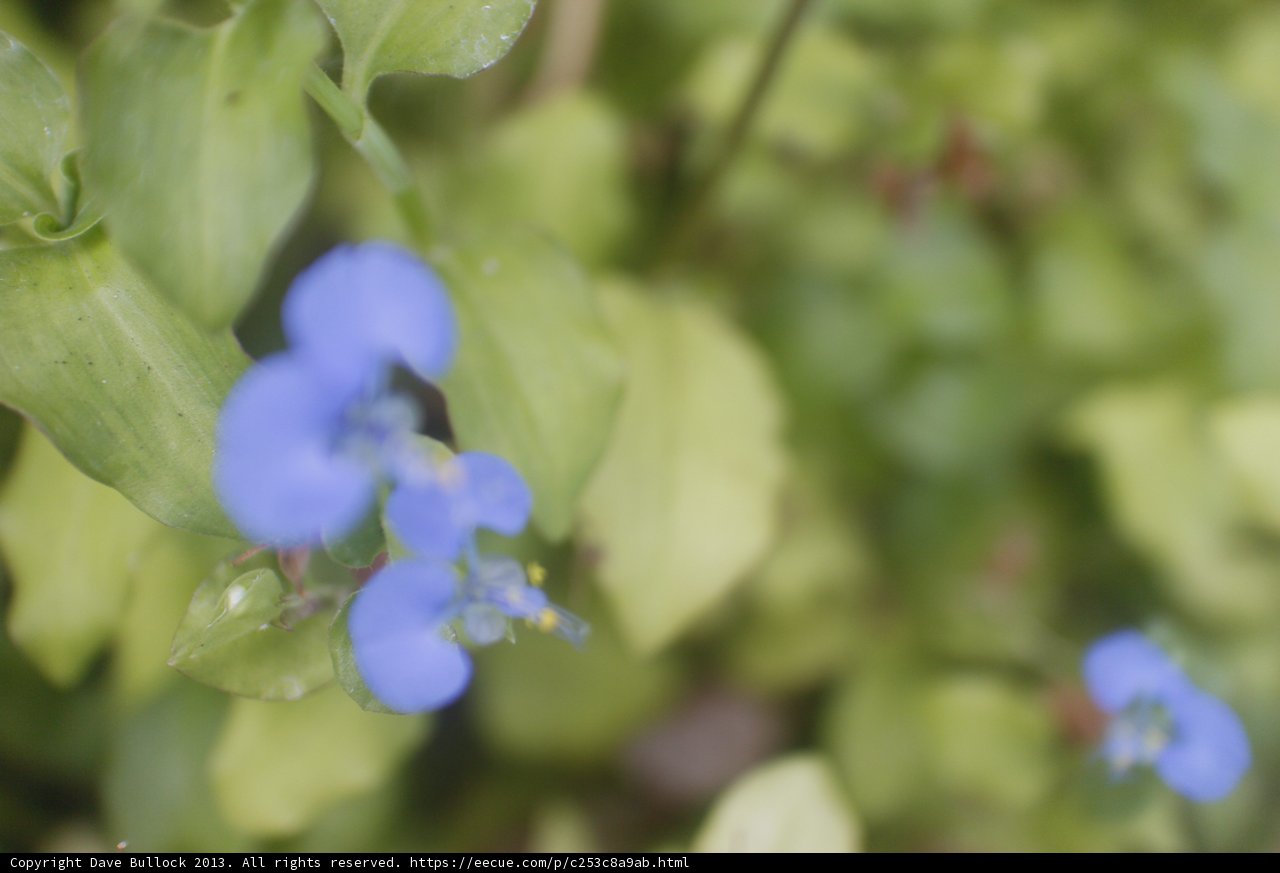 Blue Geranium Flowers Close Up