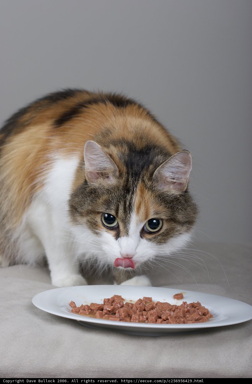 Hungry Cat Dines on a Plate