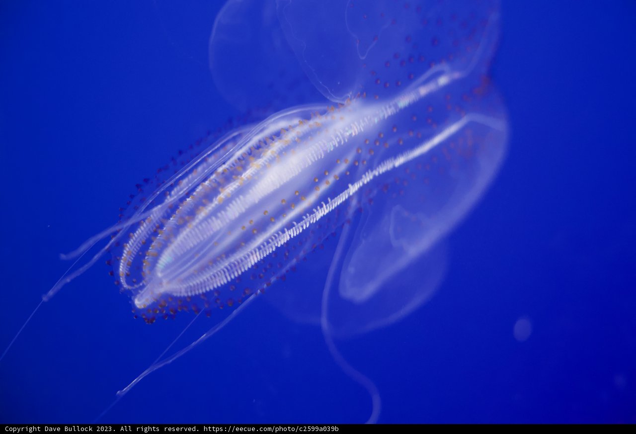 The Elegant Drift: A Jellyfish's Voyage