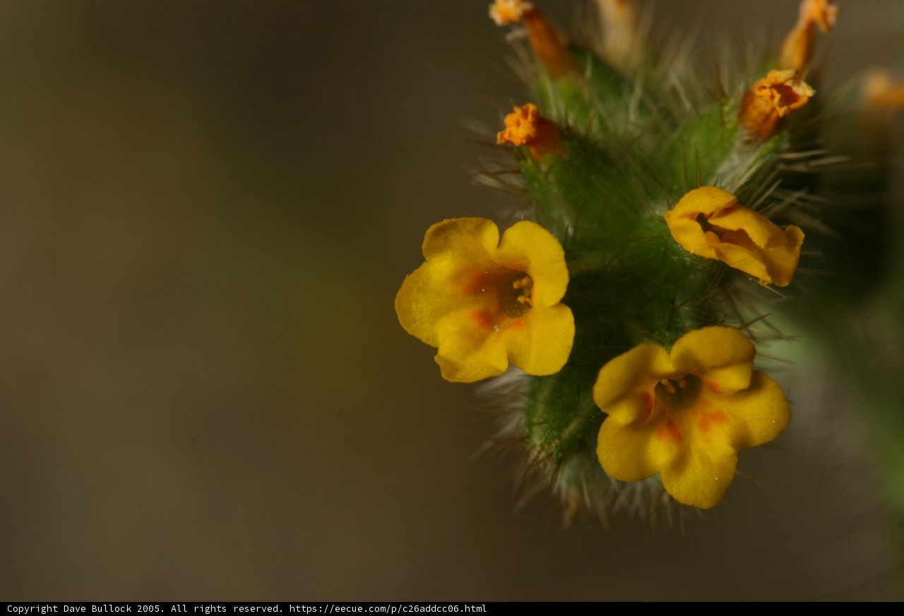 Vibrant Yellow Geranium Blossom