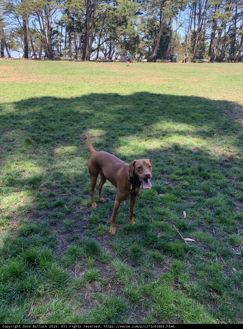 Sunny Day with the Vizsla