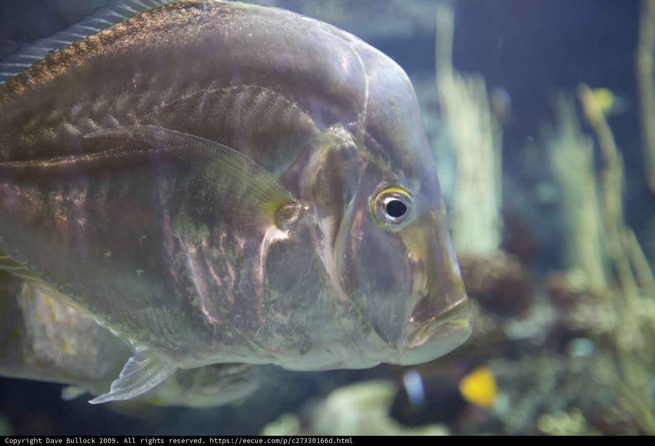 Yellow-Eyed Surgeonfish in an Aquarium