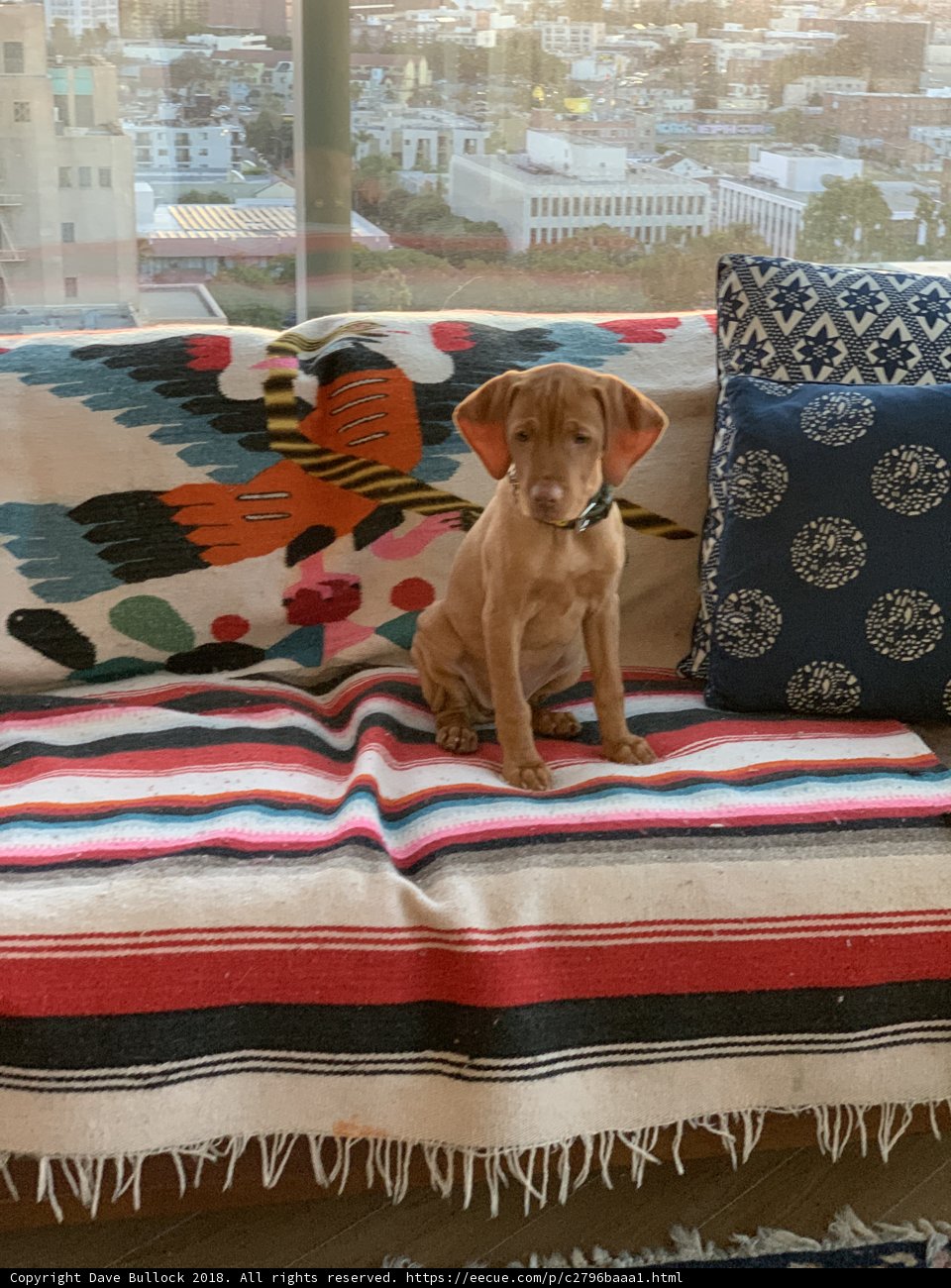 Cozy Companion